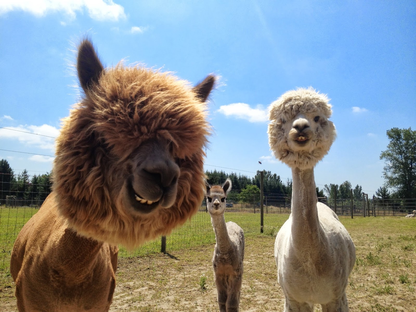 Alpacas